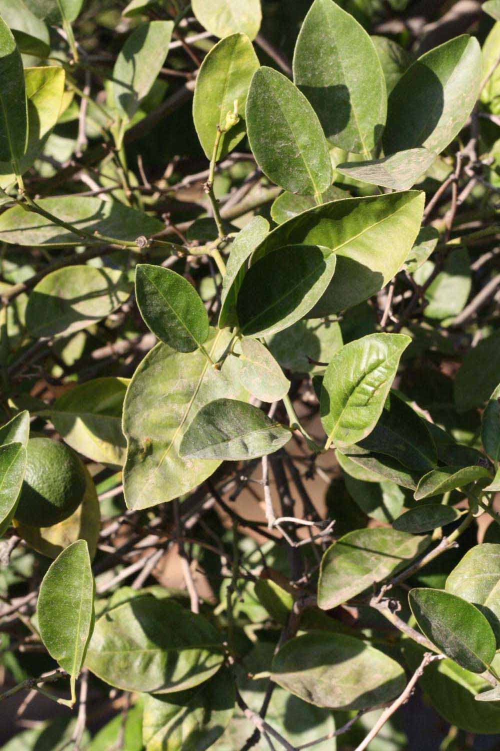              Sun leaves (Riverside, CA)       